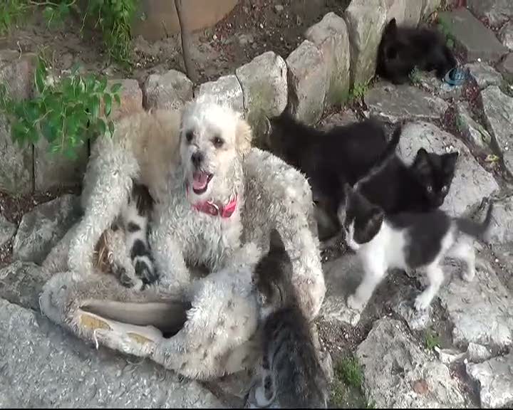 Köpek kedilere annelik yapıyor