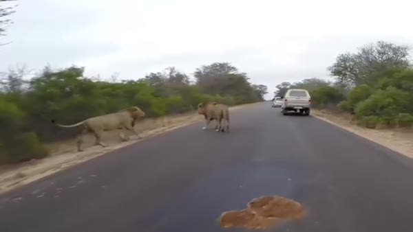Aslanlar yolun ortasında parçalayıp yedi