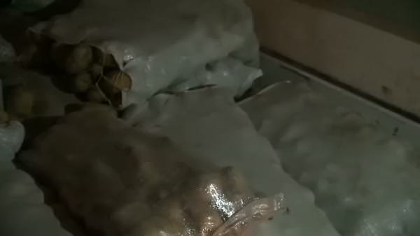 Patates çuvalından 150 kilo uyuşturucu çıktı