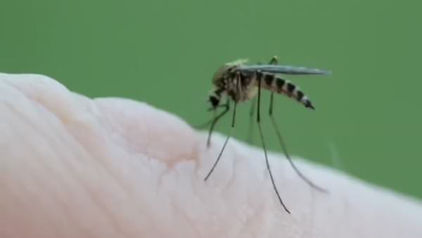 Sivrisinekler kanımızı böyle emiyor