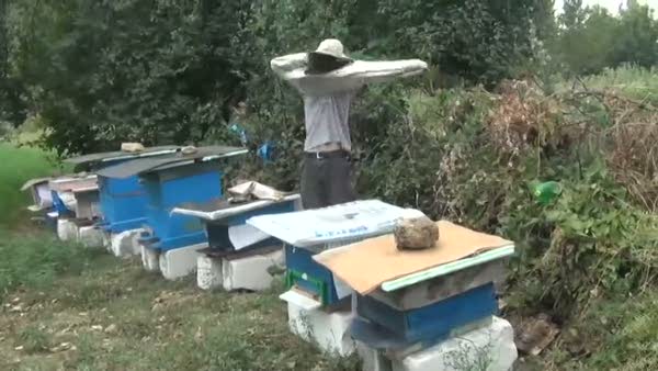 İnternetten bal üretimine başlayan 17 yaşındaki çocuk 1 milyon arıya bakıyor