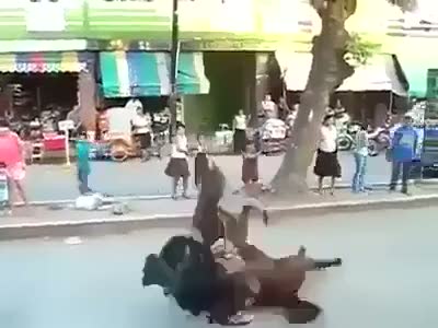 Şahlanmayı abartan at