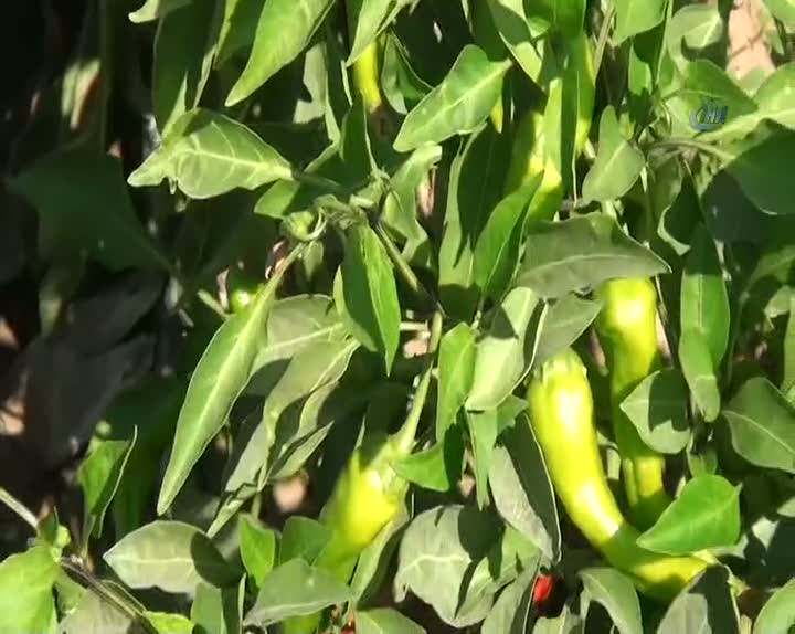 İşte yeni biber türü