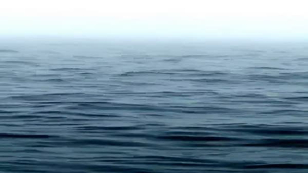 Su üzerine sıçrayan devasa balinanın yakın çekim görüntüsü