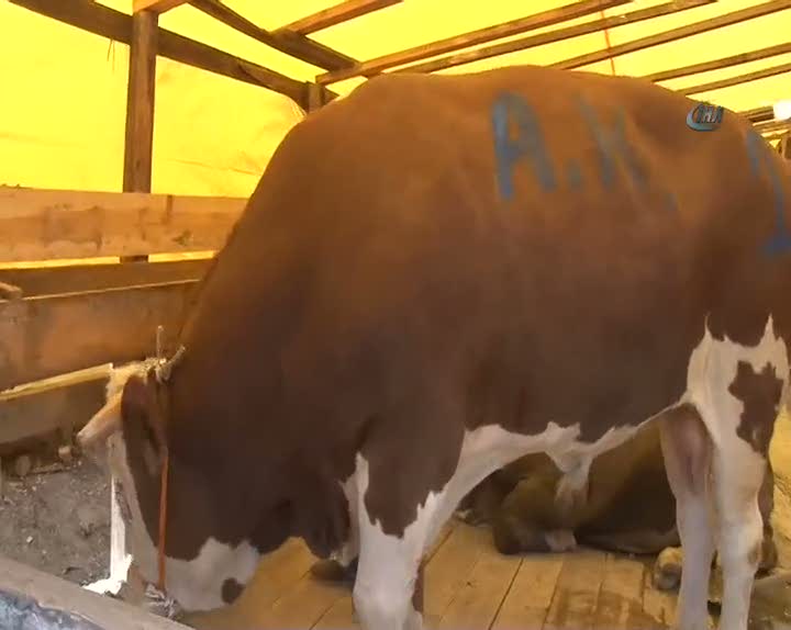 Otomobil fiyatına dev kurbanlık boğa