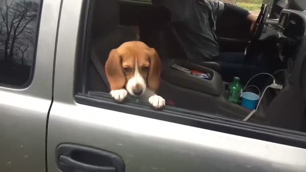 Otomobilin camından bakan köpeğe komik şaka