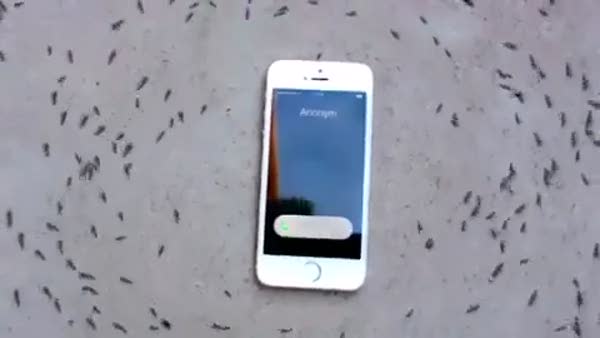 Karıncaların iPhone'a verdiği inanılmaz tepki