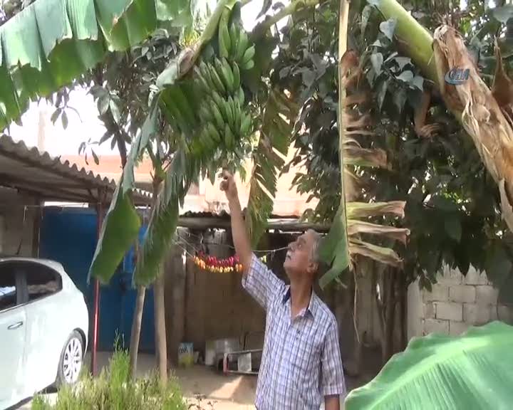 Şanlıurfa'da muz üretildi