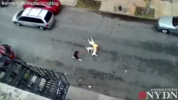 İki pitbullun sokak ortasındaki dehşeti saniye saniye görüntülendi