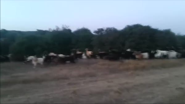 Silah tehdidiyle çalınan 500 keçi bulundu