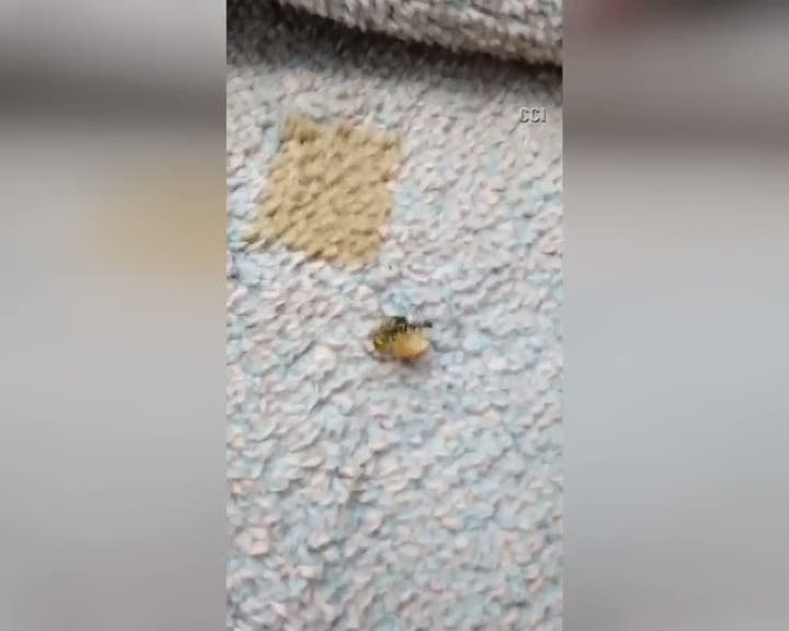 Karınca ile arının ekmek kavgası