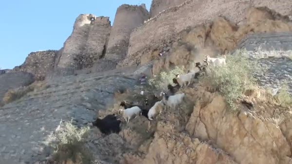 Erzurumlu besici 'Keçileri kaçırdı'