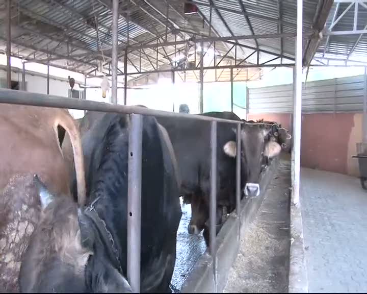 Uzmanından kurban yatırma teknikleri