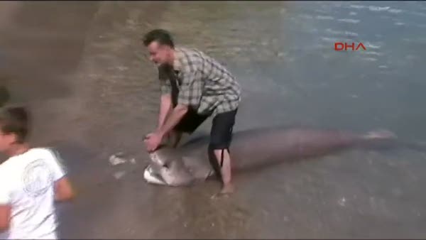 Datça'da ölü köpekbalığı sahile vurdu