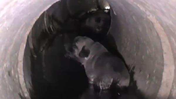 Su borusunda sıkışan 6 köpeği itfaiye kurtardı