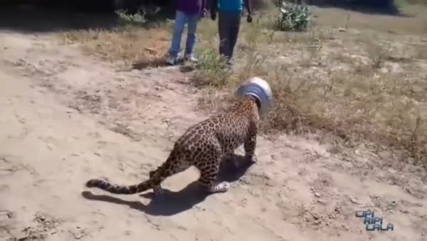 Susayan leopar ne hale düştü