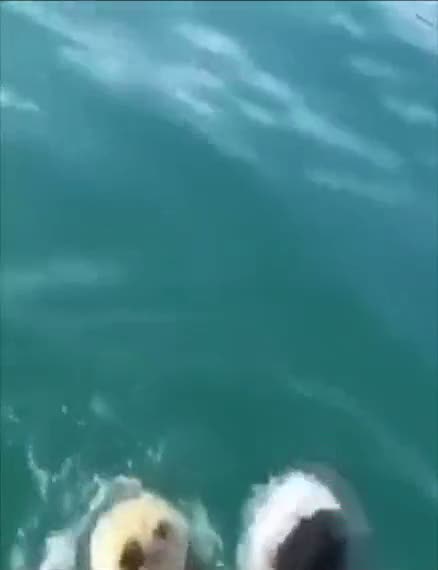 Uyuyan su samuru rahatsız edilirse