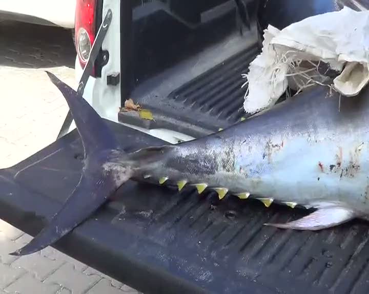 Kaçak avlanan 400 kilo orkinos ele geçirildi