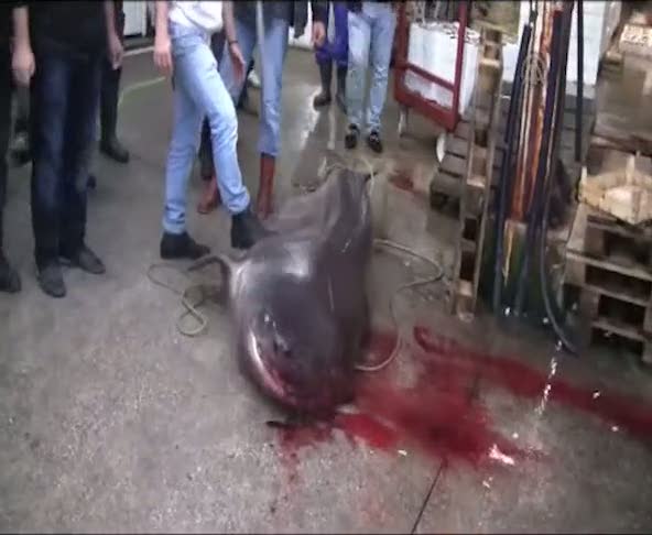 Marmara Denizi'nde 4 metrelik köpek balığı yakalandı