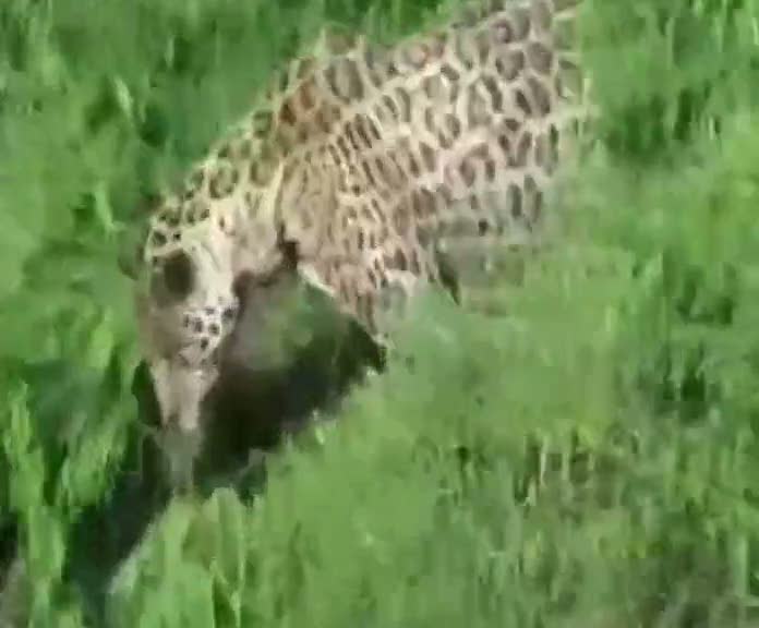 Jaguar timsah avladı