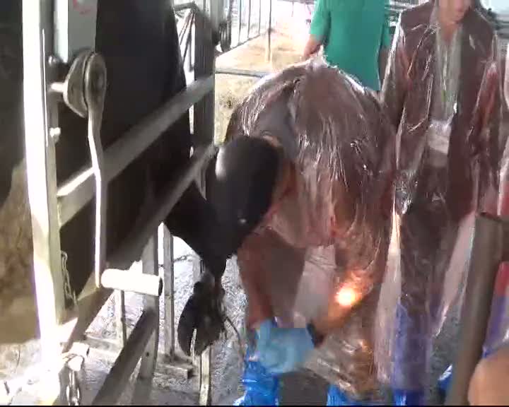 İneklere manikür ve pedikür