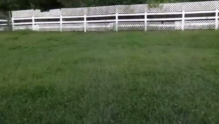 Ölü taklidi yapan keçi