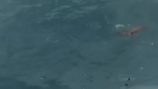 Denizaslanı köpek balığını avladı