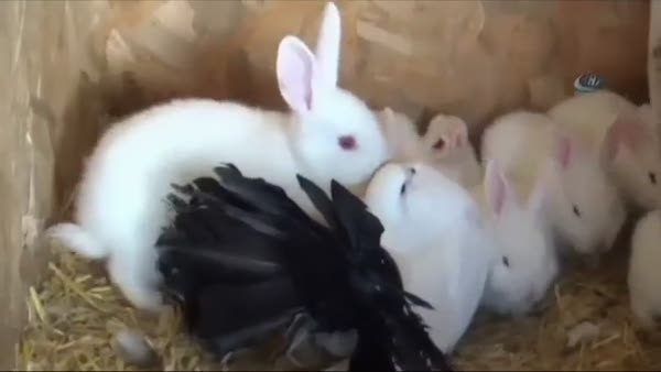 Tavşan yavrularına güvercin annelik yapıyor