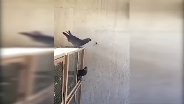 Güvercinler böyle takla atıyor