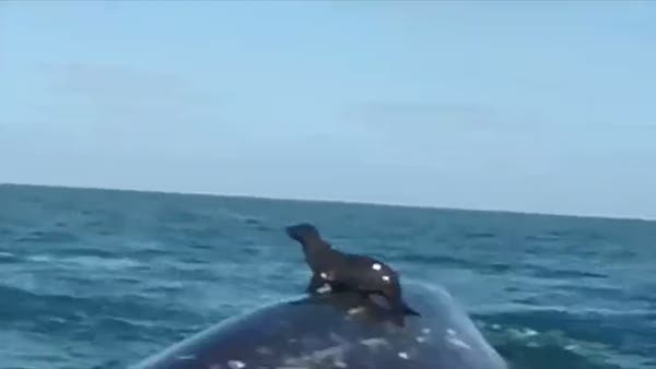 Balina üzerinde sörf yapan fok