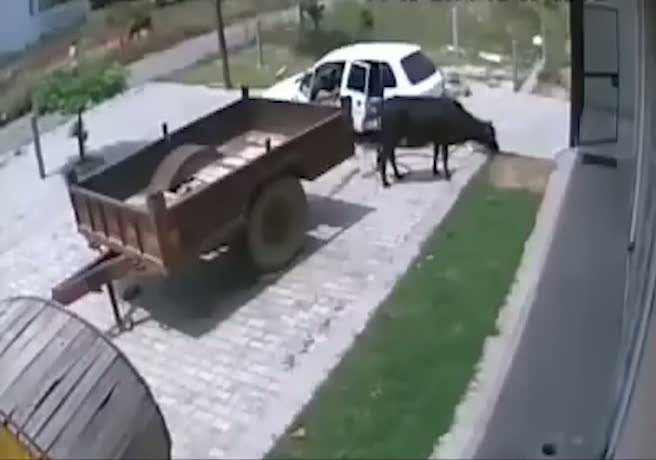 Otomobille sığır çalan adamlar