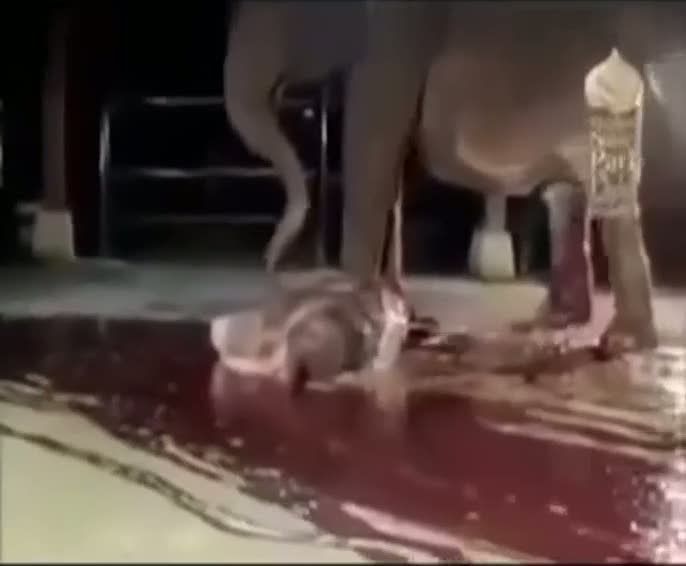 Yavrusu ölü doğan anne filin çabası