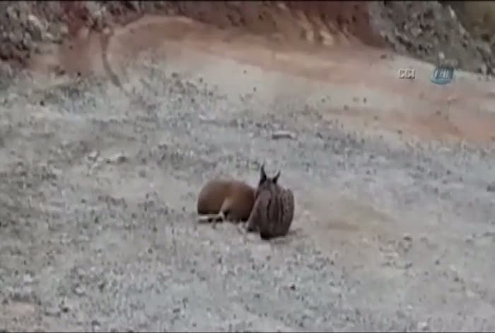 Vaşak, dağ keçisine böyle saldırdı