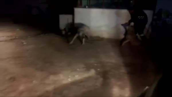 Kurt ölüsünü kangal köpeklerine parçalatıp video çekti