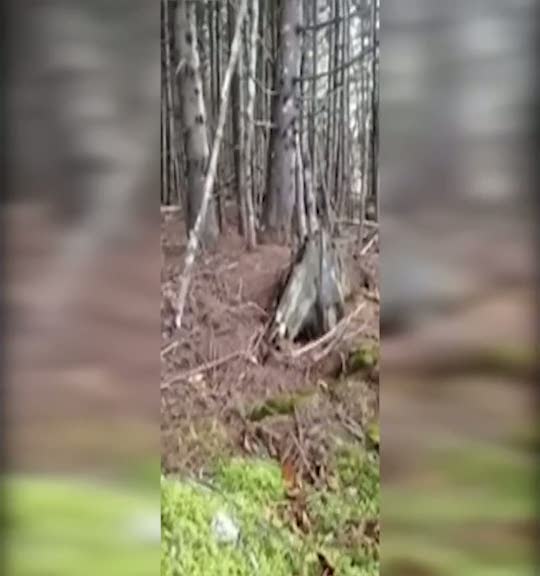 Dünyanın en korkunç ormanı