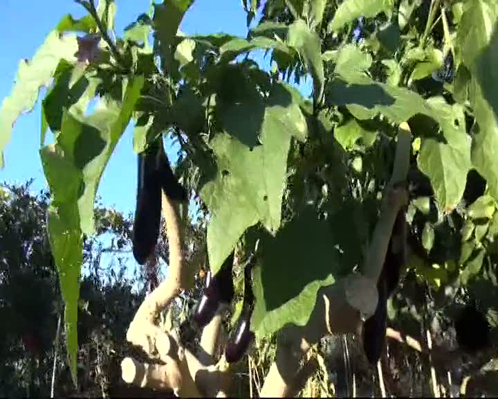 Ağaçta patlıcan yetiştiriyor