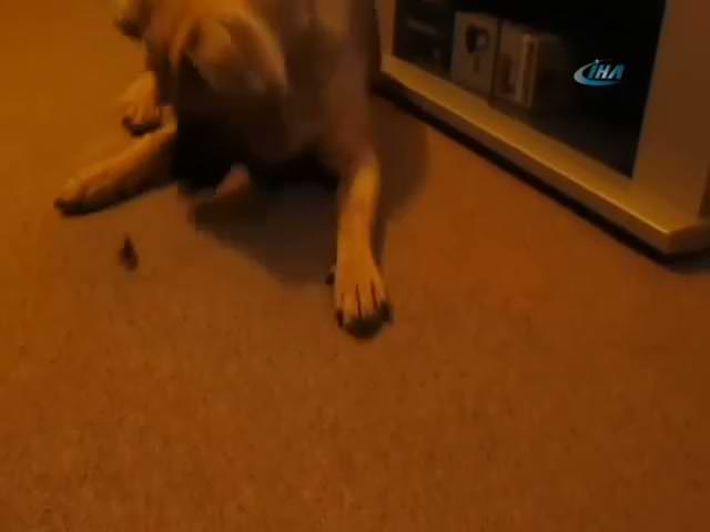 İlk kez böcek gören köpek fena tırstı