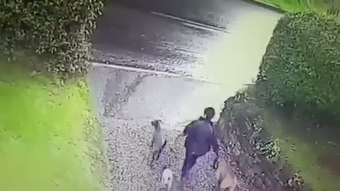 Köpekler kadını gezdirmeye çıkardı!
