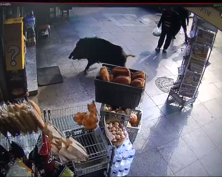 Saldırgan yaban domuzu denizden böyle çıktı