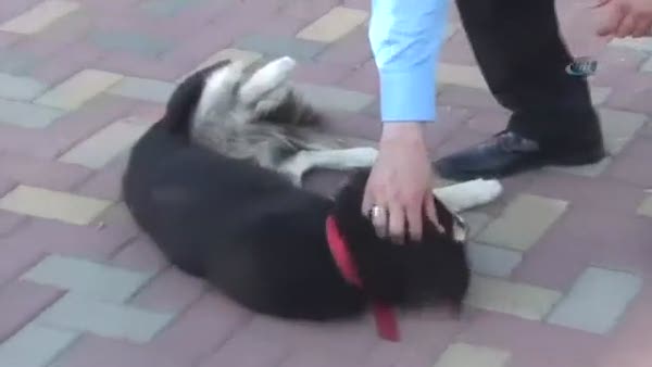 Köpek, belediye başkanına böyle saldırdı