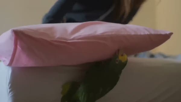 Yastıktan yer çekimi dersi alan papağan