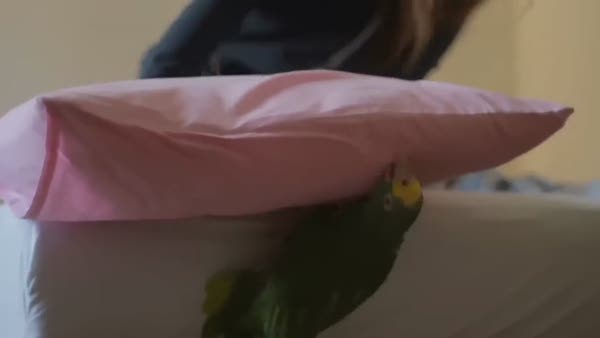 Tırmanan papağanın yastıkla imtihanı
