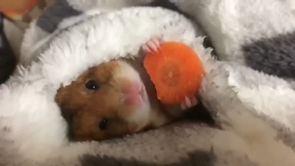 Havuç yiyen sevimli hamster