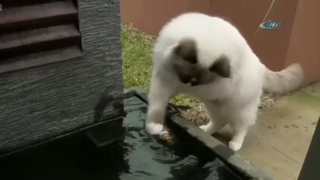 Balığın hayatını kurtarmaya çalışan kedi