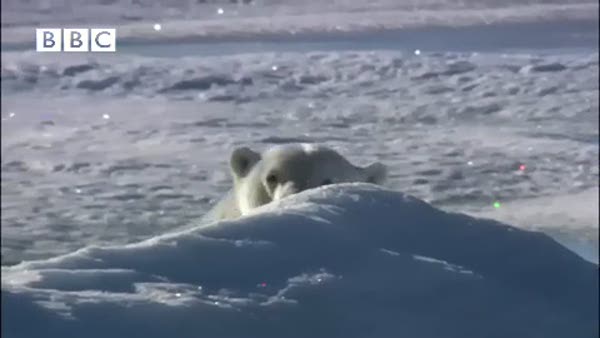 Kutup ayısının drone ile imtihanı
