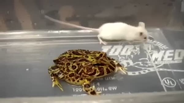 Fare ile kurbağa aynı yere konursa ne olur?