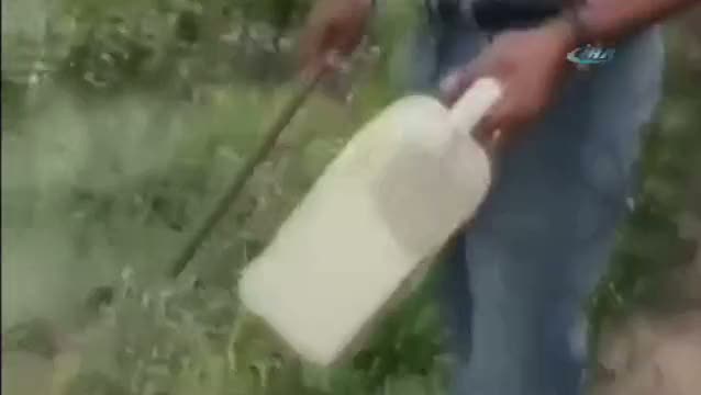 Piranalar çıldırdı