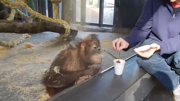 Yapılan sihir numarası karşısında gülmekten yerlere yatan orangutan