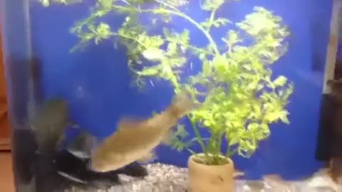 Kedibalığı akvaryumdaki dev balığı canlı canlı yedi!