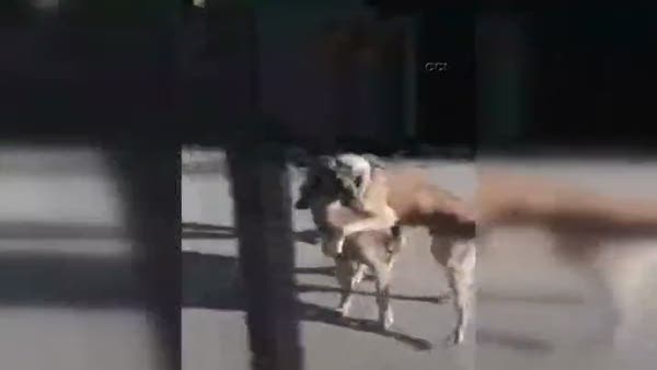 Köpek dövüştürüp videoya aldı